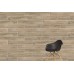 Керамогранит Vitra Аспенвуд Бежевый Матовый R10A Ректификат 20х120 K946242R